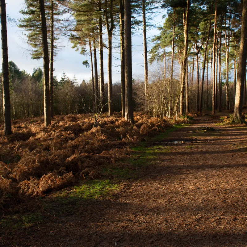 A few trees along a path
