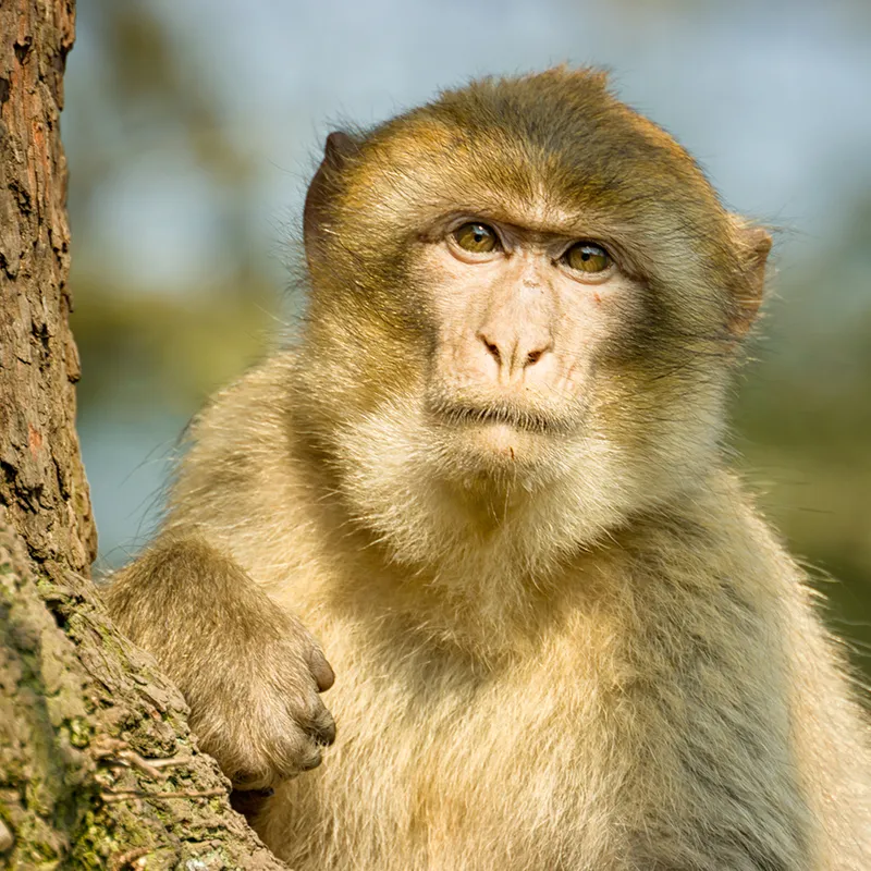 An image of a golden brown monkey